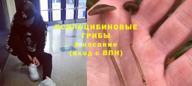 Псилоцибиновые грибы Psilocybe  наркошоп  Кунгур 